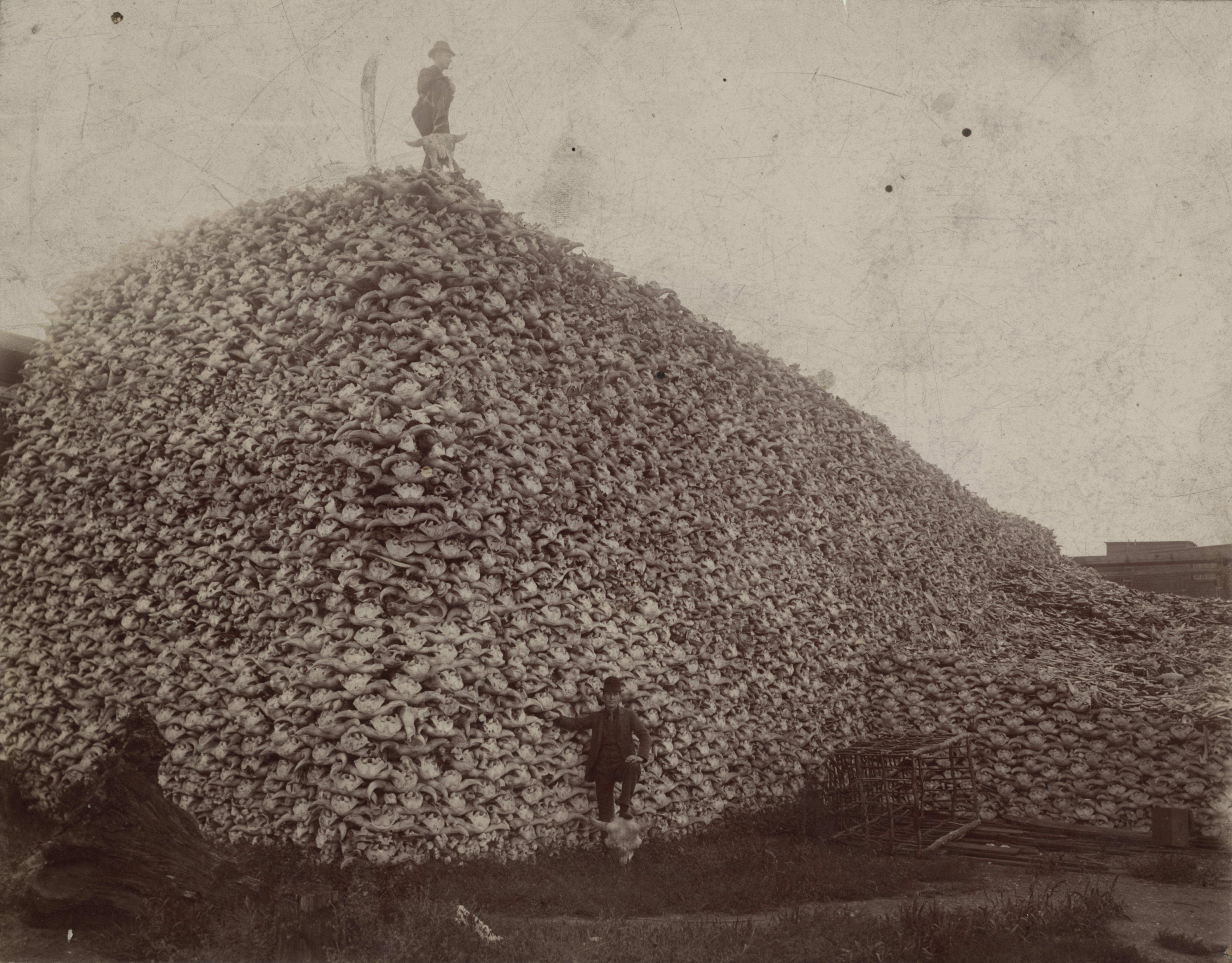 buffalo_1870.jpg